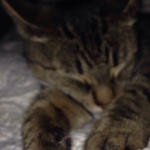 Meet your Posher, Anne